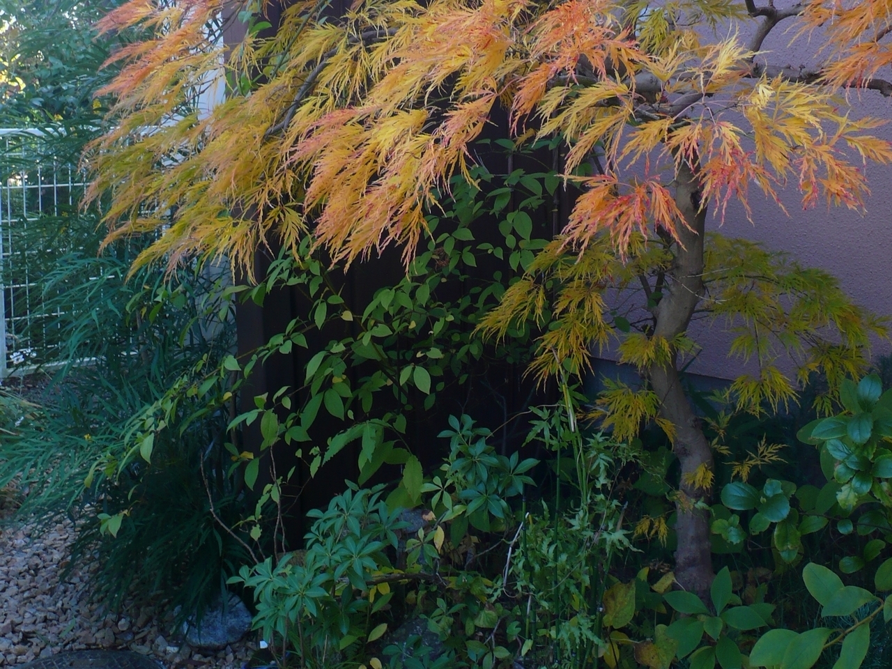 紅葉と日陰の植栽