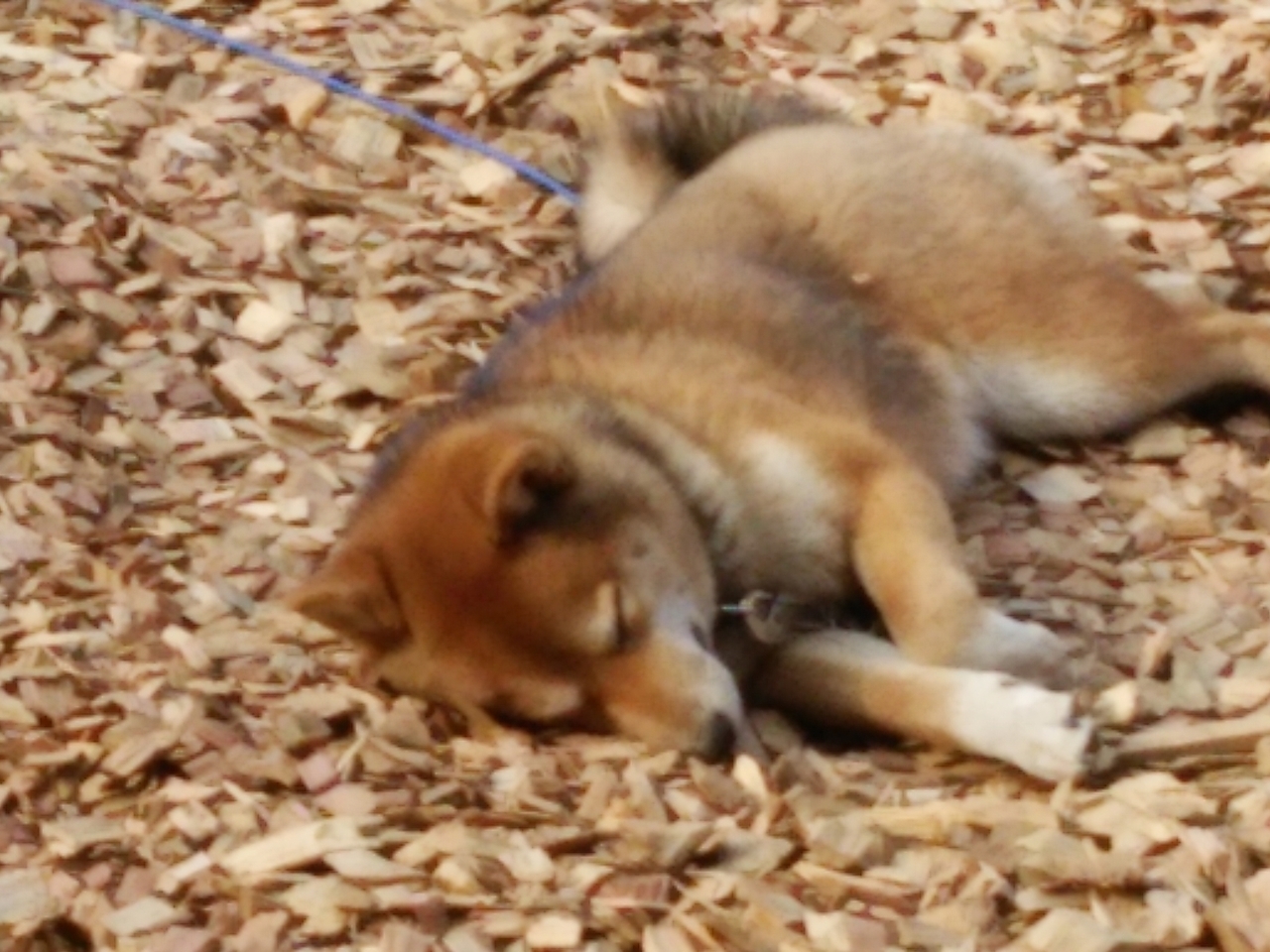 気持ちよさそうに寝ころぶ柴犬